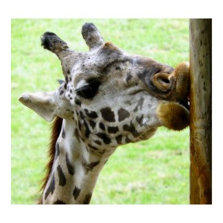 Giraffe - I love this Tree! print