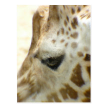 Giraffe I Post Cards