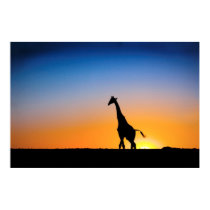 Giraffe in Central Kalahari reserve Poster posters