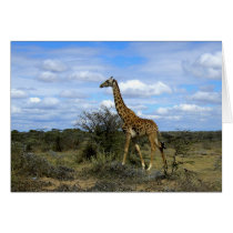 GIRAFFE IN KENYA AFRICA cards by ANGELHELEN GIRAFFE IN KENYA AFRICA cards