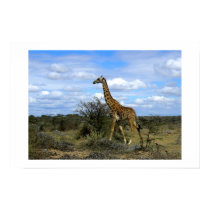 GIRAFFE IN KENYA AFRICA posters by ANGELHELEN GIRAFFE IN KENYA AFRICA posters