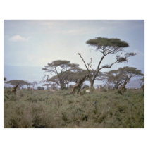 Giraffe, Kenya Flyer Design