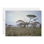 Giraffe, Kenya Announcements
