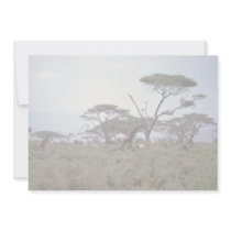 Giraffe, Kenya Announcements