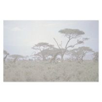Giraffe, Kenya Custom Stationery