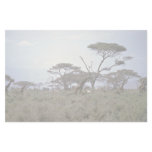 Giraffe, Kenya Custom Stationery