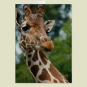 Giraffe Lovers Art Gifts