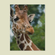 Giraffe Lovers Art Gifts