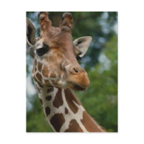 Giraffe Lovers Art Gifts postcards by WildByDezign Giraffe Lovers Art Gifts postcards