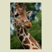 Giraffe Lovers Art Print Gifts