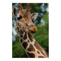 Giraffe Lovers Art Print Gifts
