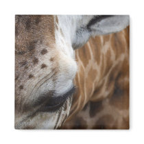 Giraffe Magnet