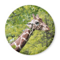 Giraffe Magnet by Captain_Panama Giraffe Magnet