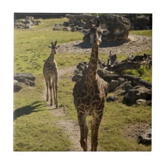 Giraffe Mom and Baby Calf