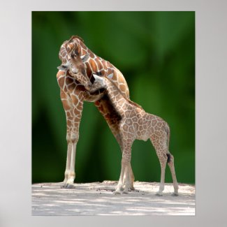 cute Giraffe Mom and her Baby giving a nuzzling hug of love Poster print