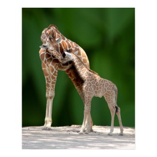 cute Giraffe Mom and her Baby giving a nuzzling hug of love Poster print