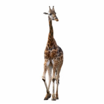 Giraffe Named Tip Top Ornament..! Photo Cutout