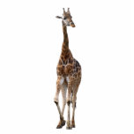 Giraffe Named Tip Top Ornament..! Photo Cutout