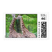 Giraffe Pair Postage Stamp