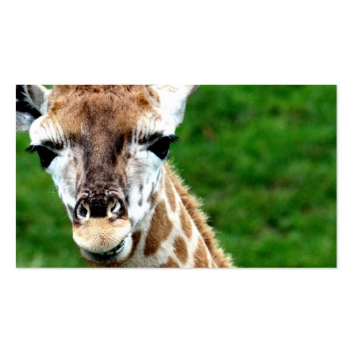 Giraffe Photo Business Card (back side)