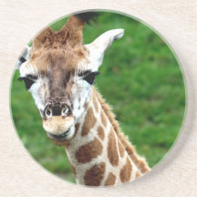 Giraffe Photo Coasters