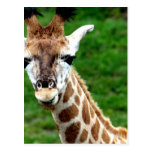 Giraffe Photo Postcard postcards