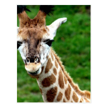 Giraffe Photo Postcard