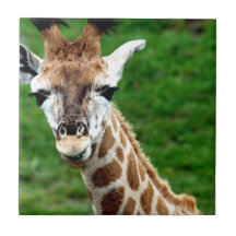 Giraffe Photo Tile