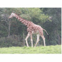Giraffe photo sculptures by JMBmommy Giraffe photo sculptures