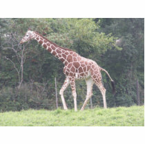 Giraffe photo sculptures