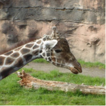 Giraffe photo sculptures