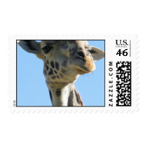 Giraffe picture postage