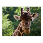 Giraffe Post Cards
