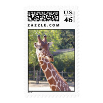 Giraffe postage postage
