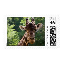 Giraffe postage