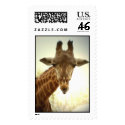 Giraffe postage by GABPhotography Giraffe postage
