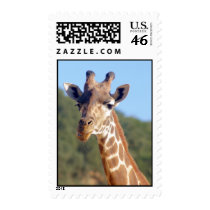 Giraffe postage postage