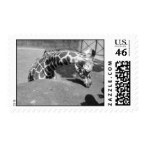 Giraffe postage