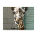 Giraffe Postcard