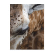 Giraffe Postcard postcards
