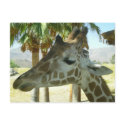 Giraffe Postcard by dlgray Giraffe Postcard