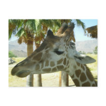 Giraffe Postcard