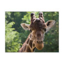 Giraffe postcards