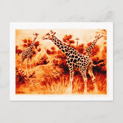 Giraffe Postcard postcard