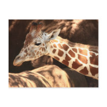 Giraffe Postcard