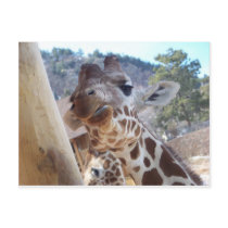 Giraffe postcards by JadeMonkey717 Giraffe postcards