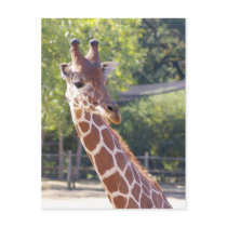 Giraffe Postcard