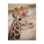 Giraffe Postcard