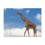 Giraffe Post Cards