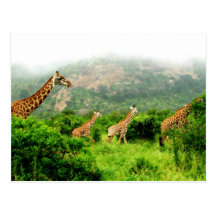 giraffe postcard